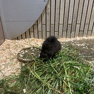 Brazilian Guinea Pig