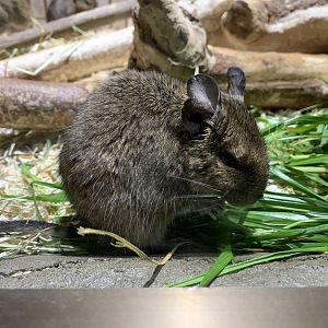Degu