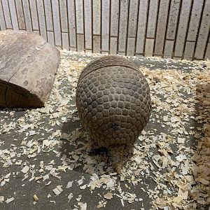Southern Three-banded Armadillo