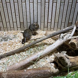 Degu Exhibit