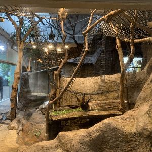 Ryukyu Flying Fox Exhibit