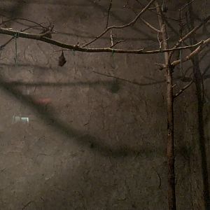 Seba’s Short-tailed Bat Exhibit