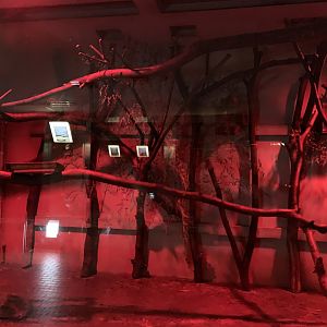 Lesser Bushbaby Exhibit