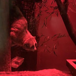 Pygmy Slow Loris