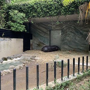 Pygmy Hippo