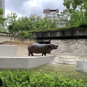 Hippo