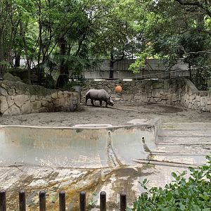 Eastern Black Rhino Exhibit