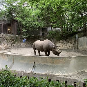 Eastern Black Rhino