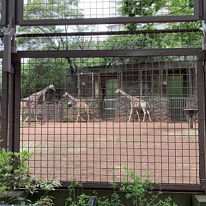 Giraffe Exhibit