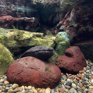 Japanese Giant Salamander