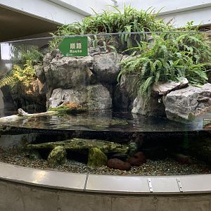 Japanese Giant Salamander Exhibit