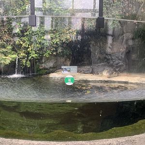 Saltwater Crocodile Exhibit