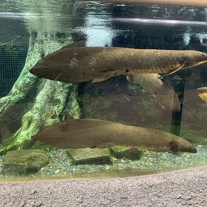 Australian Lungfish
