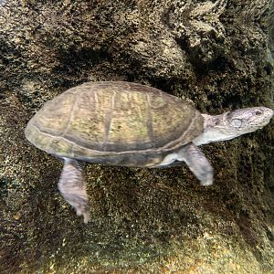 West African Mud Turtle