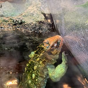 Northern Caiman Lizard