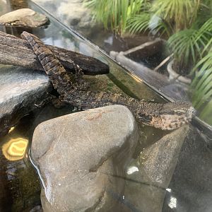 Chinese Crocodile Lizard