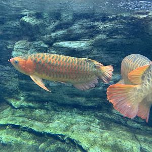 Asian Arowana