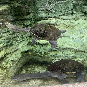 North Australian Snake-necked Turtle