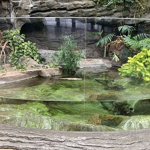 West African Dwarf Crocodile Exhibit