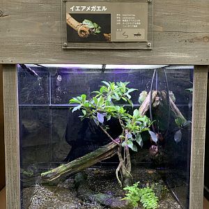 Green Tree Frog Exhibit