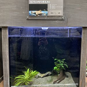 Surinam Toad Exhibit