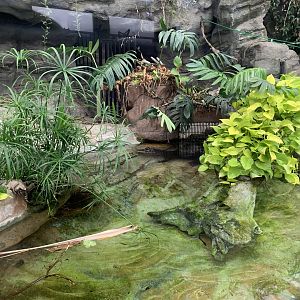 West African Dwarf Crocodile