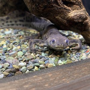 Spanish Ribbed Newt