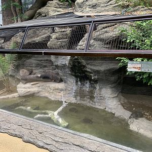Gharial and Turtle Exhibit