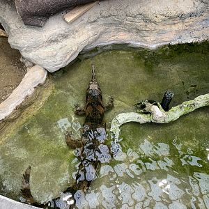 Malayan Gharial