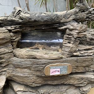 Leopard Gecko Exhibit