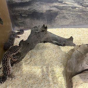 Leopard Gecko