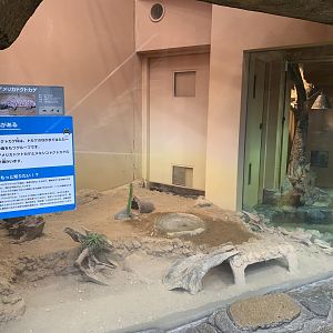 Gila Monster Exhibit