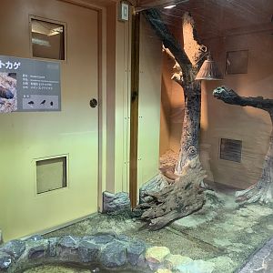 Beaded Lizard Exhibit