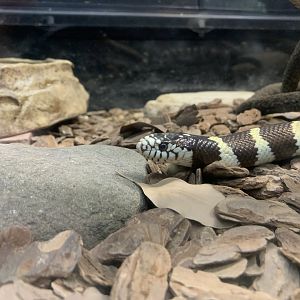 California Kingsnake