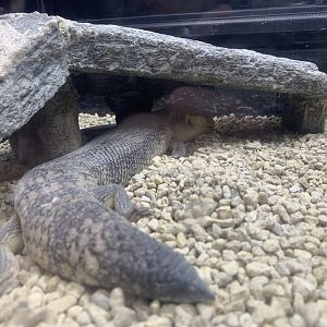 Eastern Blue-tongued Lizard