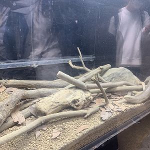 European Glass Lizard