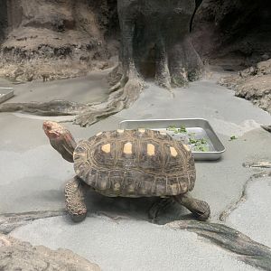 South American Red-footed Tortoise