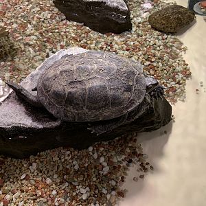 Reeves’ Pond Turtle