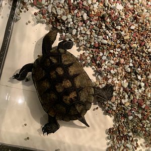 Japanese Pond Turtle