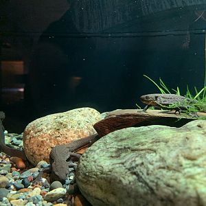 Japanese Fire-bellied Newt