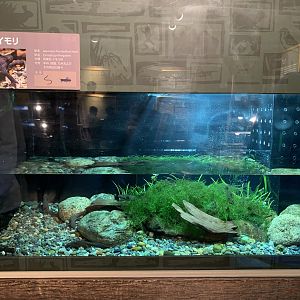 Japanese Fire-bellied Newt Exhibit