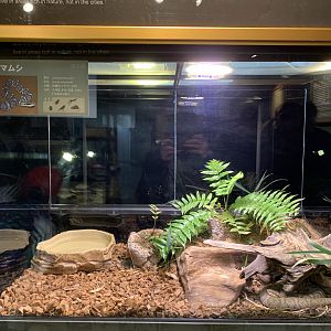 Japanese Mamushi Exhibit