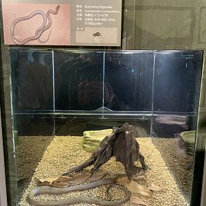 Burrowing Ratsnake