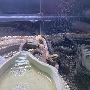 Japanese Four-lined Snake