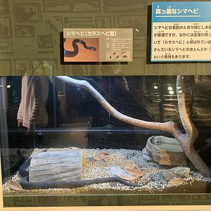 Japanese Four-lined Snake Exhibit