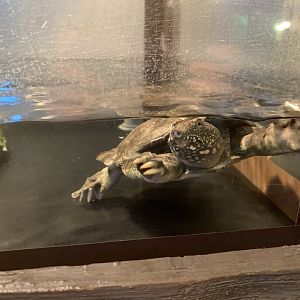 Chinese Softshelled Turtle