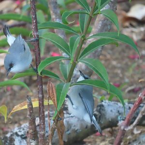 mauritius grey white eye