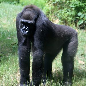 Western Lowland Gorilla