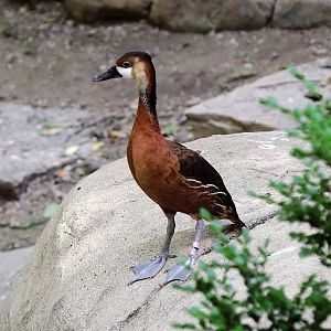 Wandering Whistling Duck (Dendrocygna arcuata)