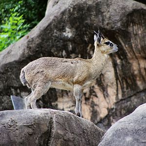 Klipspringer (Oreotragus oreotragus)